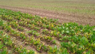Photo de Fin des semences enrobées aux néonicotinoïdes pour la betterave : quelles conséquences, quelles alternatives ?